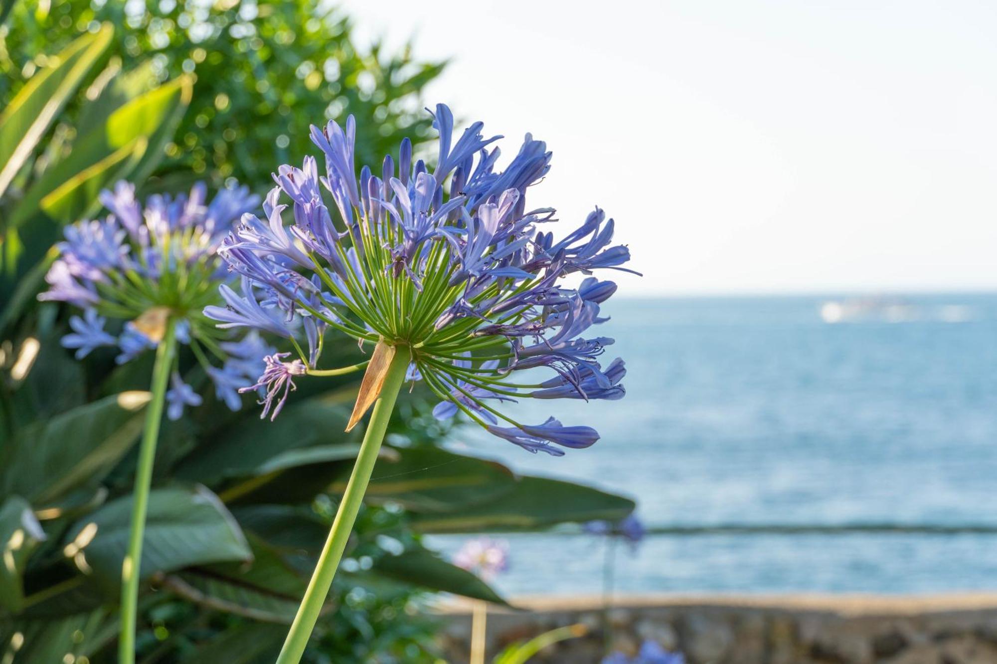 Nelinda Waterfront Accommodation Casamicciola Terme Εξωτερικό φωτογραφία